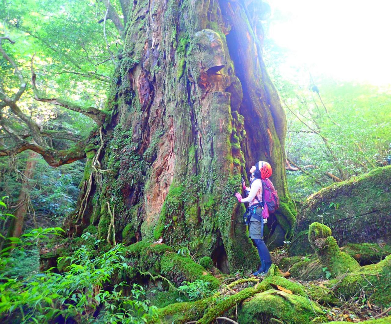Yakushima Cottage Morino Fairy Eksteriør billede