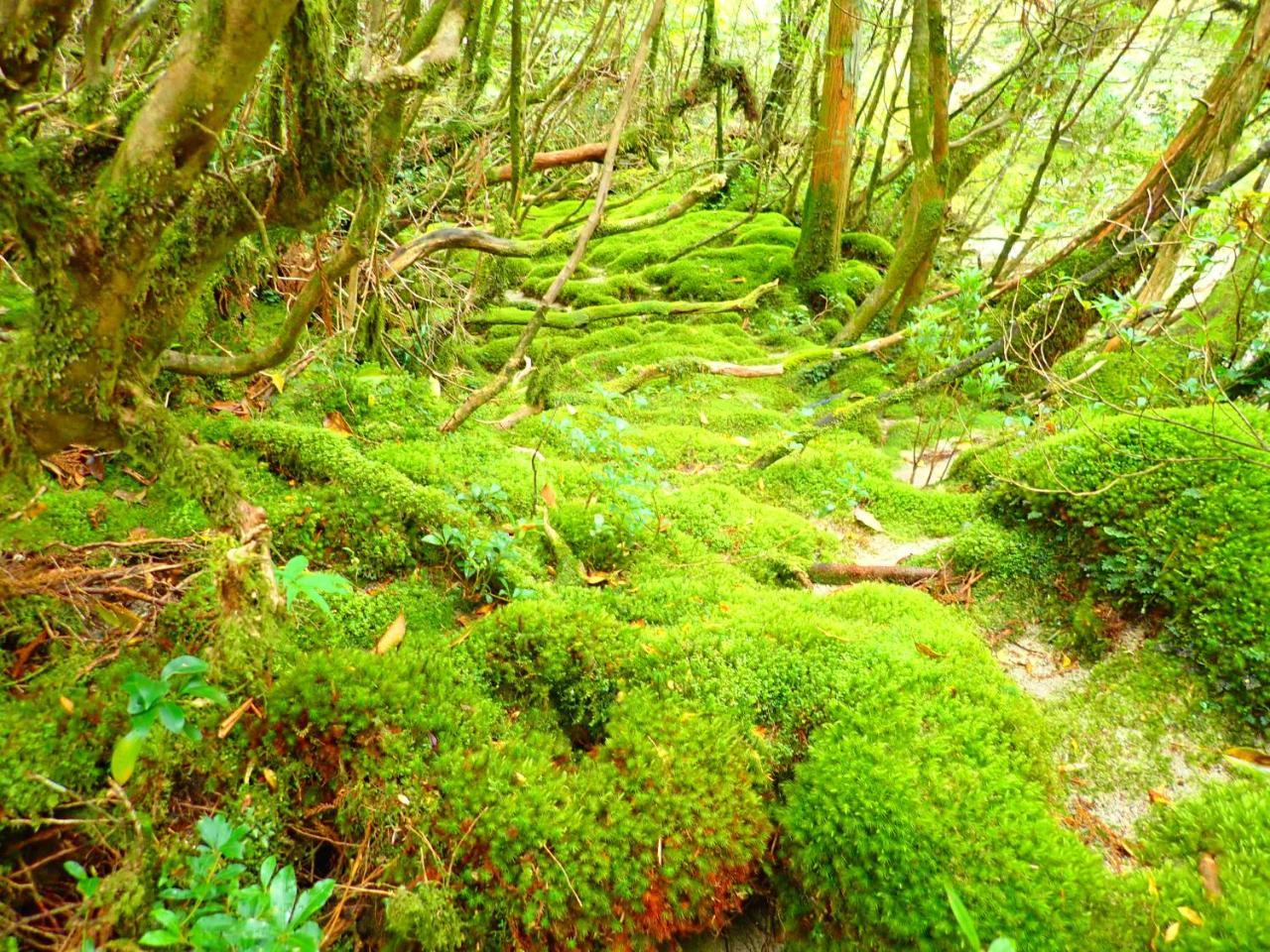 Yakushima Cottage Morino Fairy Eksteriør billede