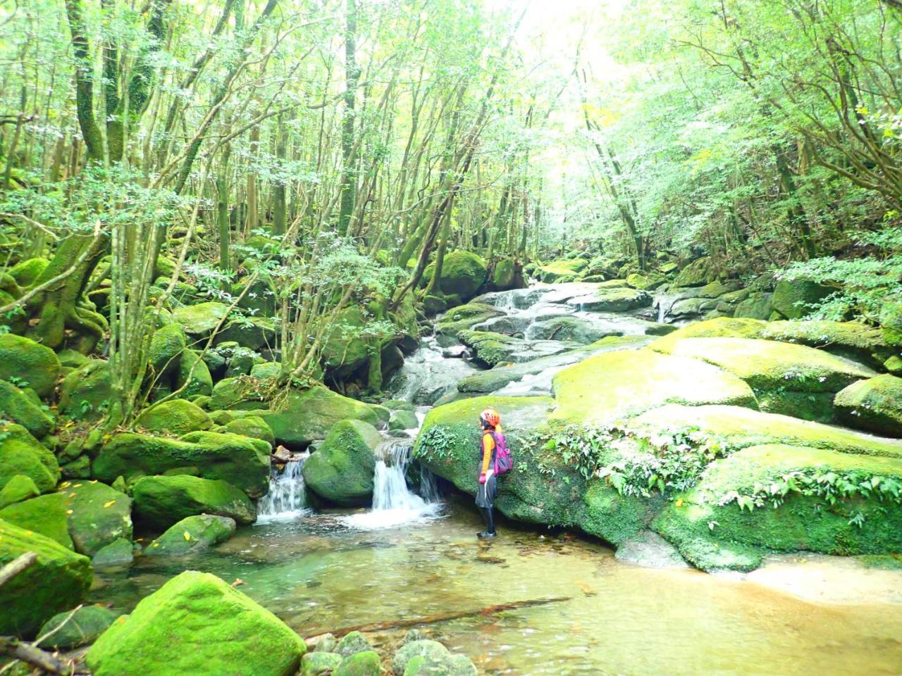 Yakushima Cottage Morino Fairy Eksteriør billede
